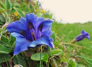 13 Gentiana clusii (Genziana di Clusius)